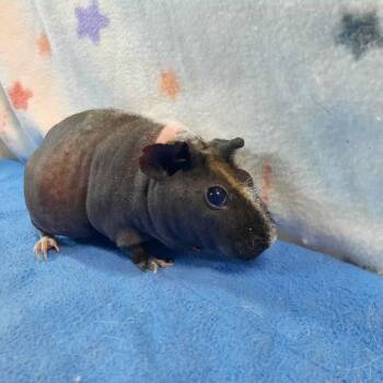 Rescue Guinea Pig Guinea Pigs for Adoption in Montclair, California - Ginger | PetCurious
